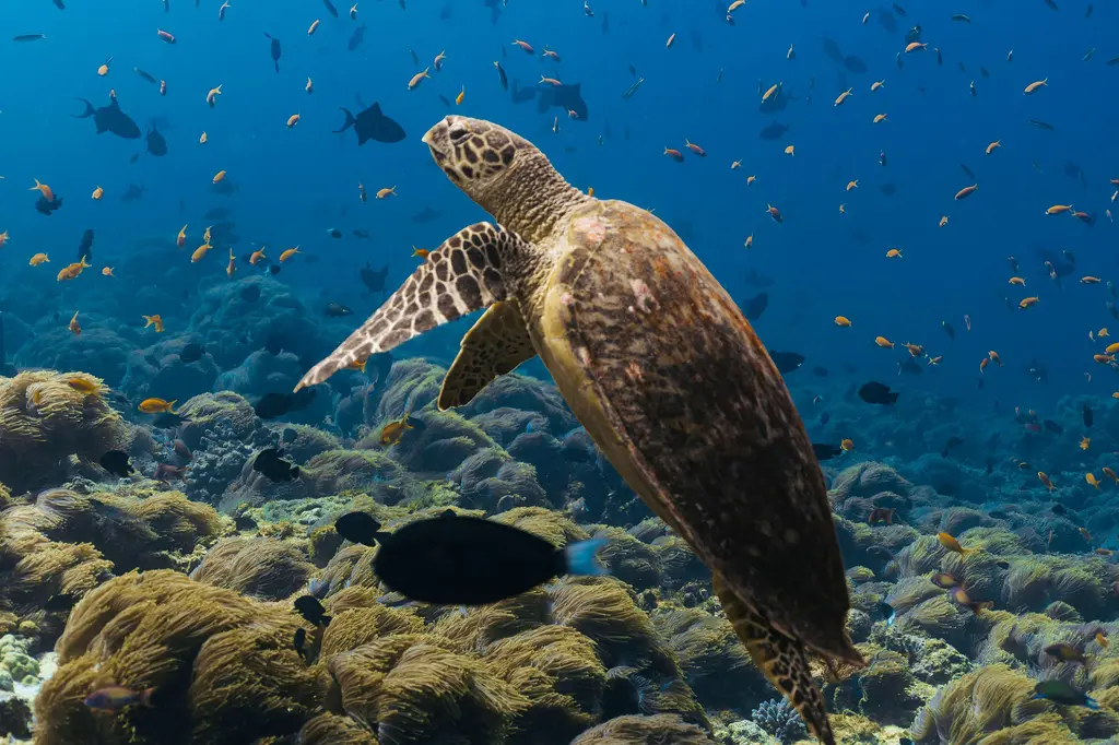 The Standard, Maldives by Hyatt image 12