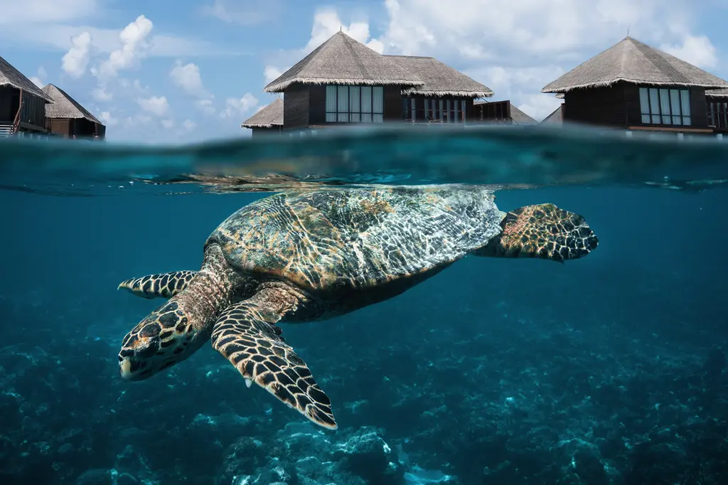 Coco Bodu Hithi image 5