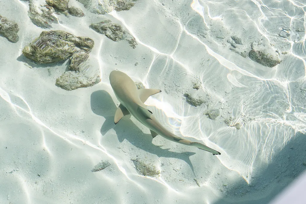 Park Hyatt Maldives Hadahaa image 17