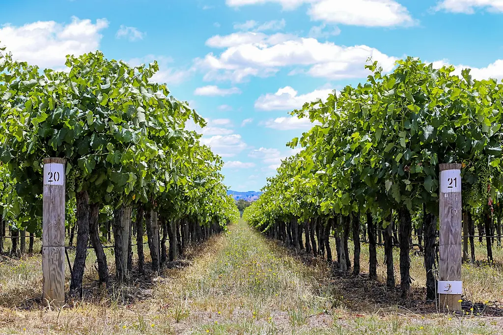 Parklands Resort Mudgee image 14