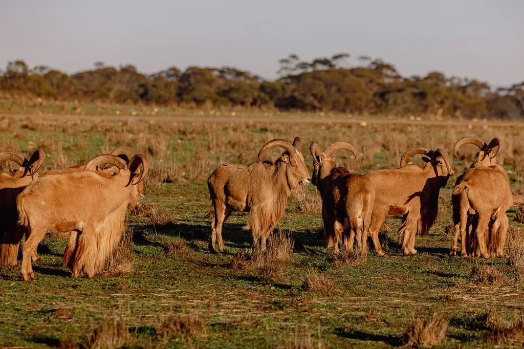 Safari Lodge at Monarto Safari Resort image 15