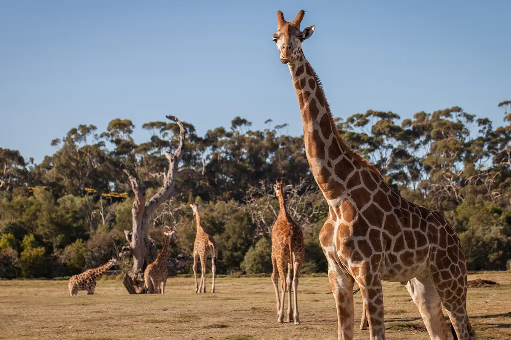 Lancemore Mansion Hotel Werribee Park image 12